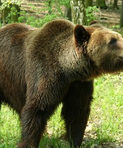 Niedźwiedzie w centrum Zakopanego. Wyjmowały jedzenie z plecaka turysty