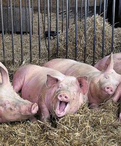 Afrykański pomór świń - wirusa mogą przenosić pracownicy z krajów wschodnich