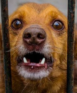 Właścicielka zleciła zabicie dwóch swoich psów. Teraz trafi do więzienia