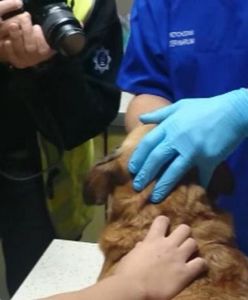 2,5 roku spędzi w więzieniu mieszkaniec Piły, który wyłupał psu oczu