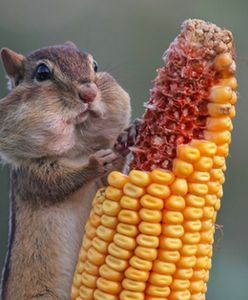 Oto najzabawniejsze fotografie zwierząt w 2016 roku