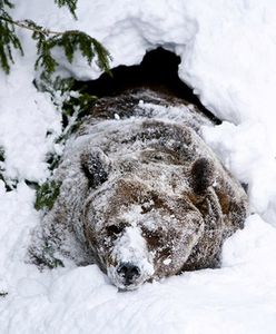Niedźwiedzie obudziły się w Bieszczadach. Leśnicy: mogą być groźne