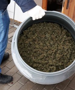 CBŚP zlikwidowało na Lubelszczyźnie profesjonalną uprawę haszyszu. Zabezpieczono też 42 kg marihuany