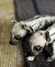 Gdy dorosną, nie będą tak piękne