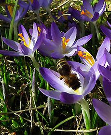 Pierwszy dzień wiosny