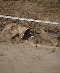 50 szkieletów przy drodze S8