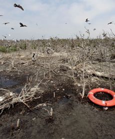 Rok po ekologicznej katastrofie
