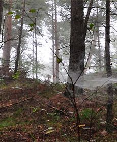 Na pajęczych nitkach...