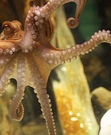 Ośmiornica Paul nie żyje