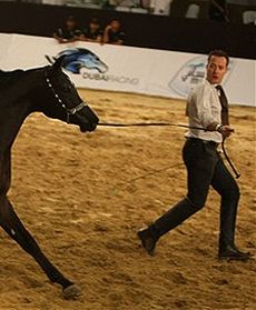 Arabskie piękności