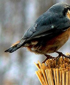 Typy na dachach i drzewach