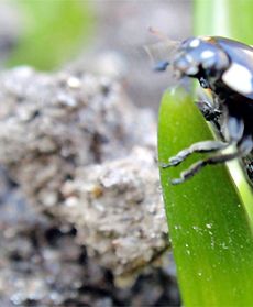 Obudziły się robaczki