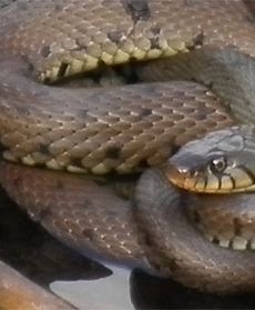 Mrożą krew w żyłach