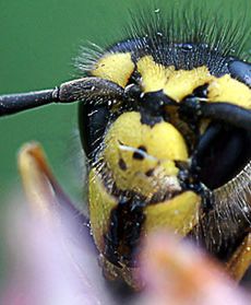 Pozornie nieszkodliwe