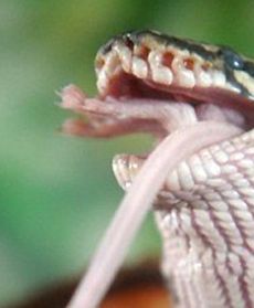 Połknął swą ofiarę w całości