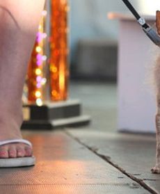 Tak brzydkich psów jeszcze nie widziałeś!