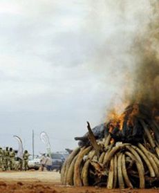 Spalili 5 ton kości