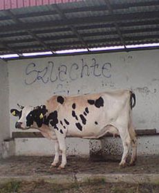 Dziwne pamiątki z wakacji