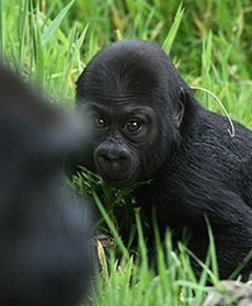 Gorylątko poznaje świat