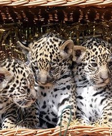 Mały cud w berlińskim zoo