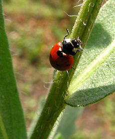 Inwazja biedronek na Danię