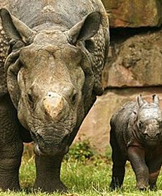 Mały nosorożec w niemieckim zoo