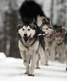 Pies, który kocha zimę