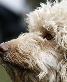 Pierwszy w Polsce Labradoodle