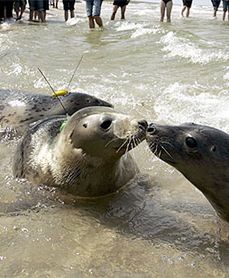 Pięć nowych foczek w Bałtyku