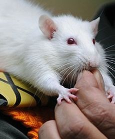 Szczurki na służbie