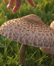 Pierwsze grzybobranie