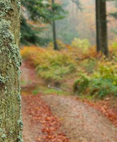 Bieszczadzka jesień