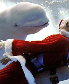 Boże Narodzenie pod wodą