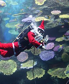 Podwodny Święty Mikołaj