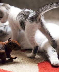 Kot adoptował wiewiórkę!