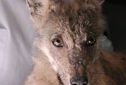 W poznańskim zoo powstanie wybieg dla wilków