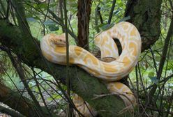 W lesie niedaleko Poznania na jednym z drzew zauważono 1,5-metrowego pytona tygrysiego