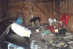 Strażnicy miejscy z Poznania uratowali psa zamkniętego na działce bez wody i jedzenia