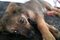 14-letnia żebraczka upoiła psa alkoholem. Miał wzbudzać litość?