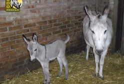 W poznańskim zoo urodził się osiołek - owoc słynnej "seksafery"