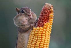 Oto najzabawniejsze fotografie zwierząt w 2016 roku