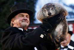 Dzień Świstaka. Phil zobaczył swój cień, zima potrwa jeszcze sześć tygodni