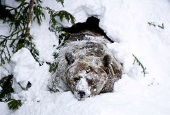 Niedźwiedzie obudziły się w Bieszczadach. Leśnicy: mogą być groźne