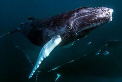 Dziwne zachowanie wielorybów. Naukowcy nie wiedzą, czemu tak robią