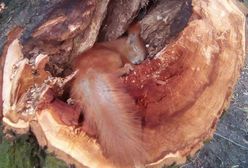 Zdjęcie wiewiórki to manipulacja? Internauci są bezlitośni