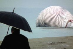 Olbrzym na plaży