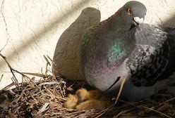 Rozkwitająca przyroda