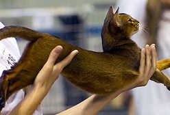 Wystawa Kotów Rasowych