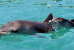 Mały delfin z Australii
