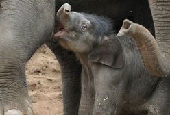 Słoniątko z autralijskiego zoo